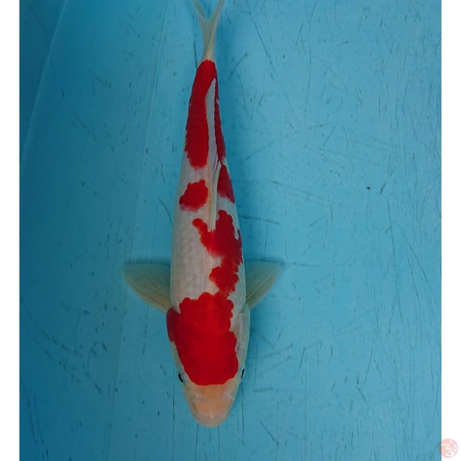 KOHAKU 25 CM