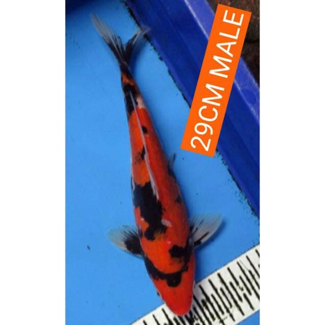 SHOWA DOIT MALE 29CM
