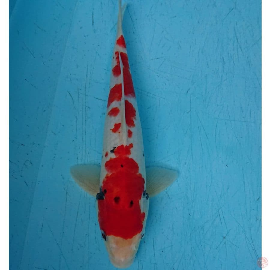 SANKE 29 CM