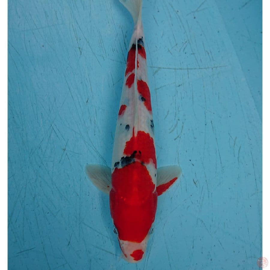 SANKE 26 CM
