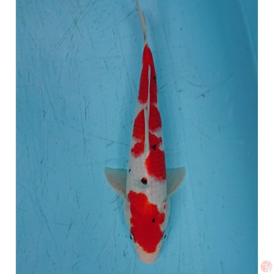 SANKE 27 cm