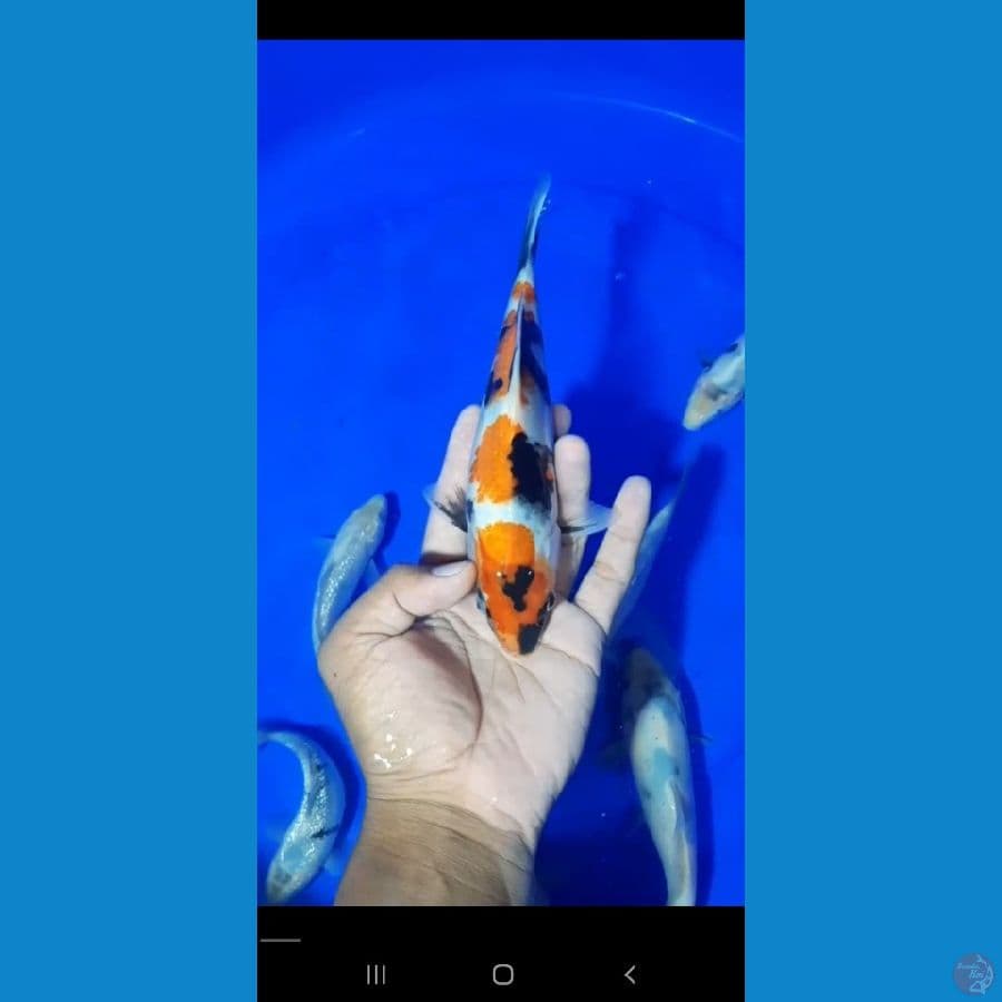 3 STEP 23 CM