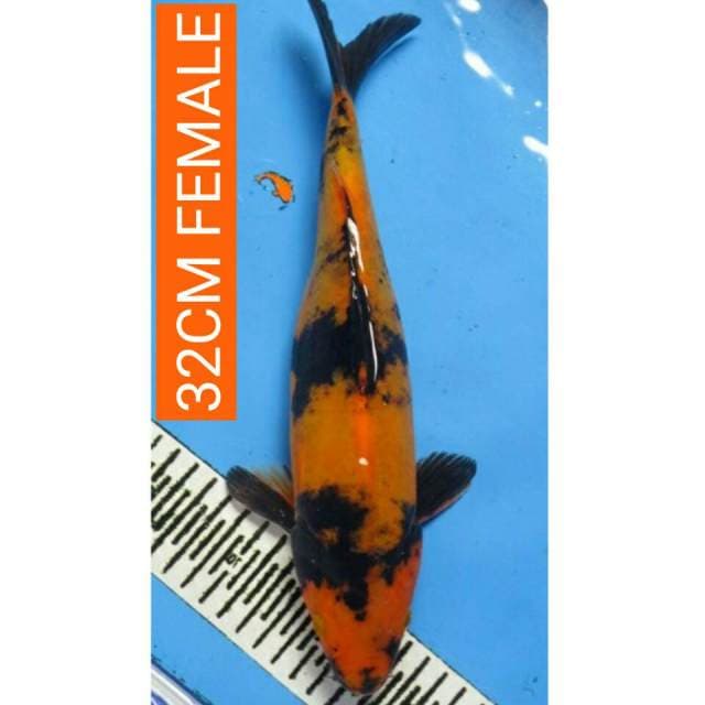 UTSHURI DOIT FEMALE 32CM
