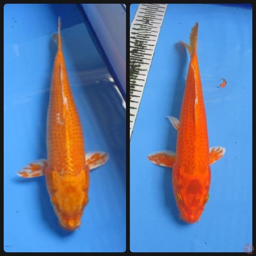 DUO YAMABUKI OGON