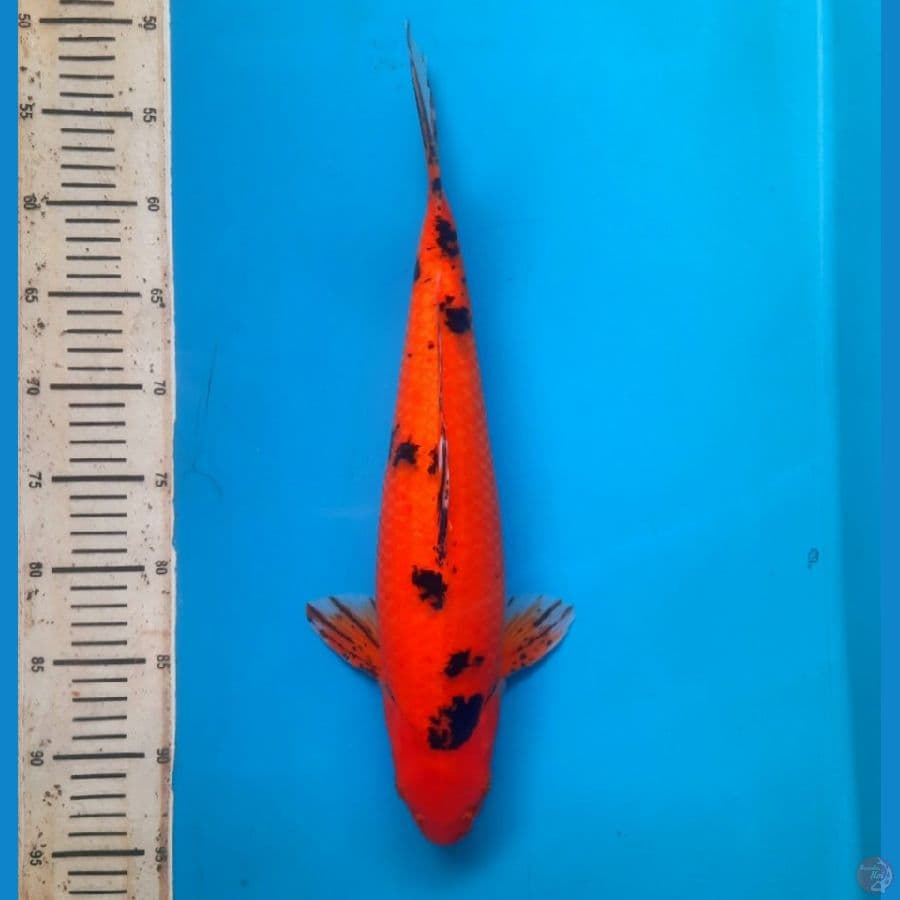 Aka Bekko 42cm Female
