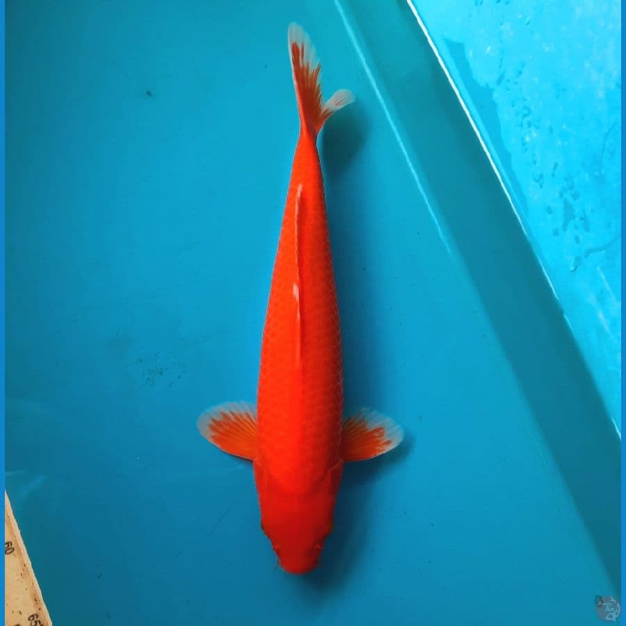 Aka Hajiro tembus 38cm Male