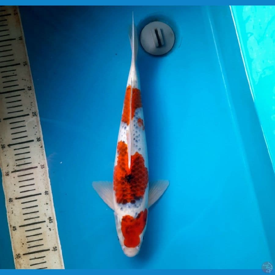 Sandan Goshiki 43cm Male