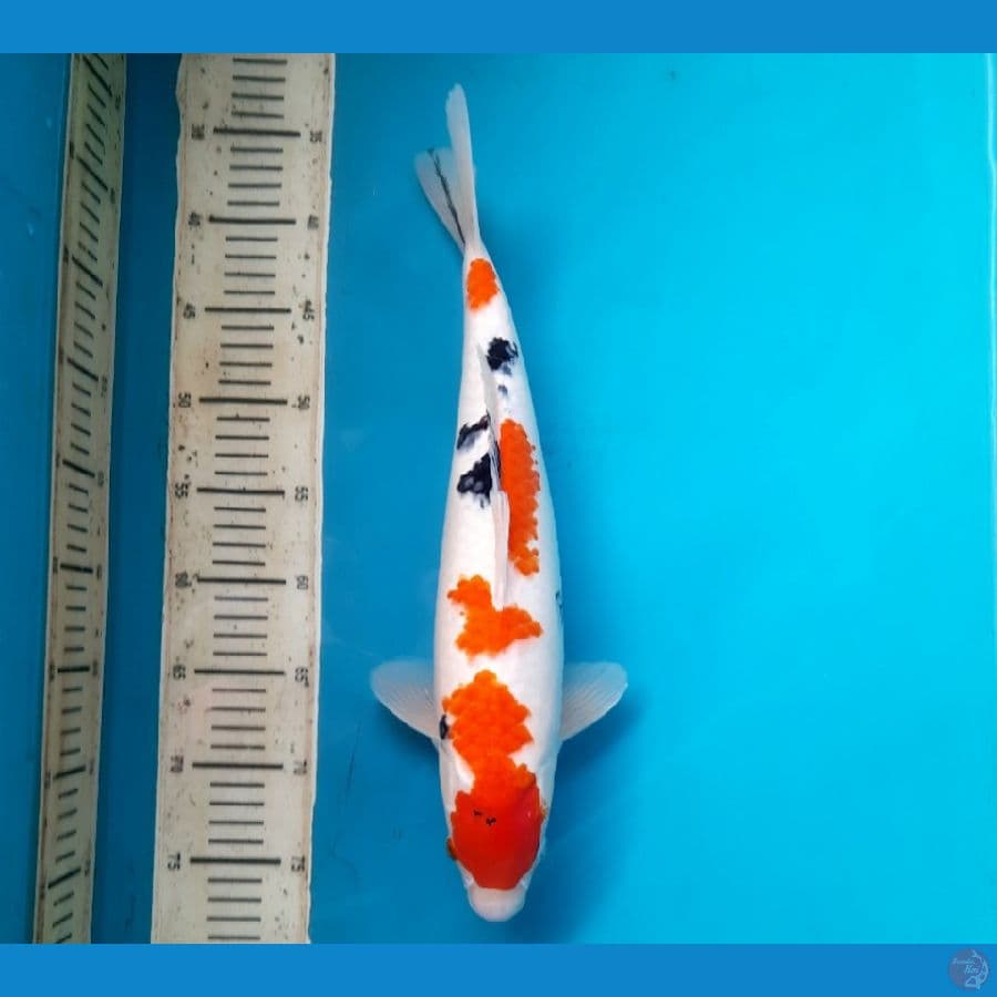 Sanke Hq 41cm Male