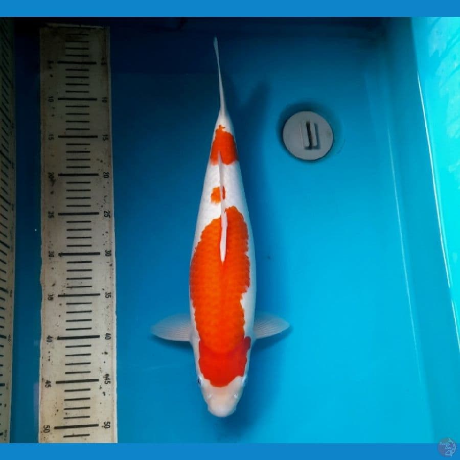 F1 matsue Kohaku 44cm Female