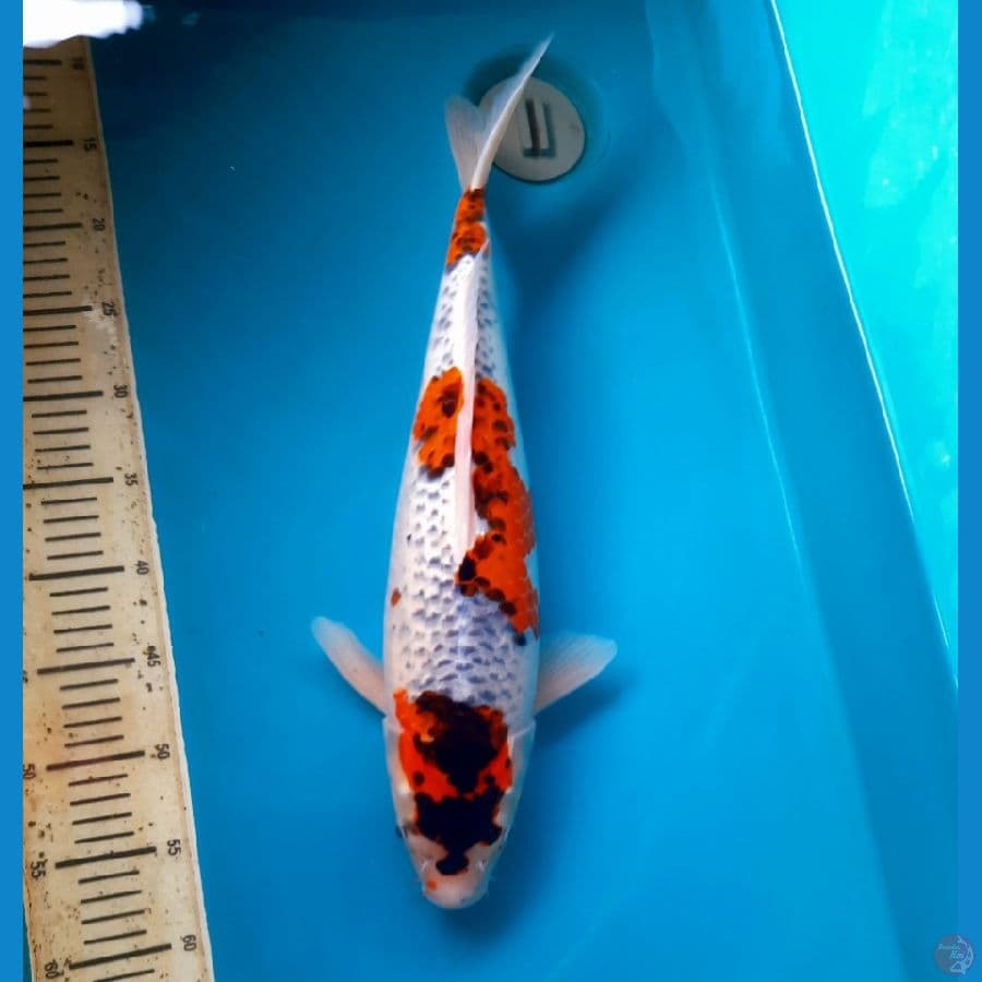 Goshiki 48cm Female