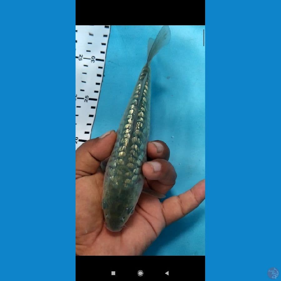 soragoi aragoke sisik naga
