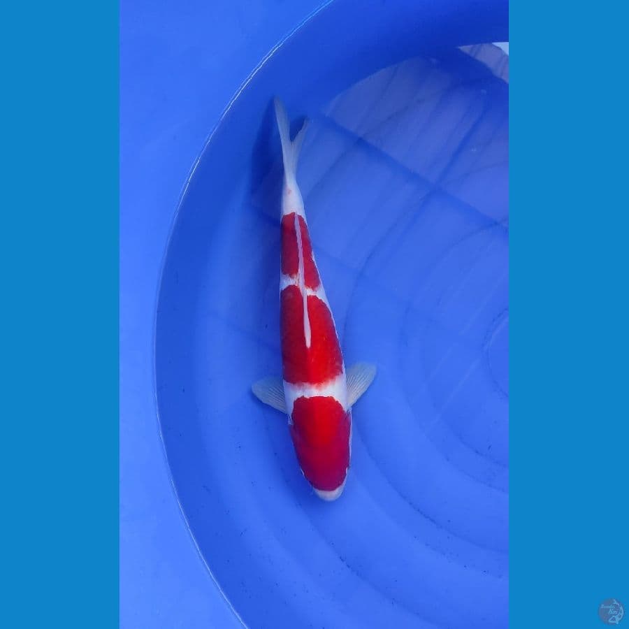 Kohaku 37cm