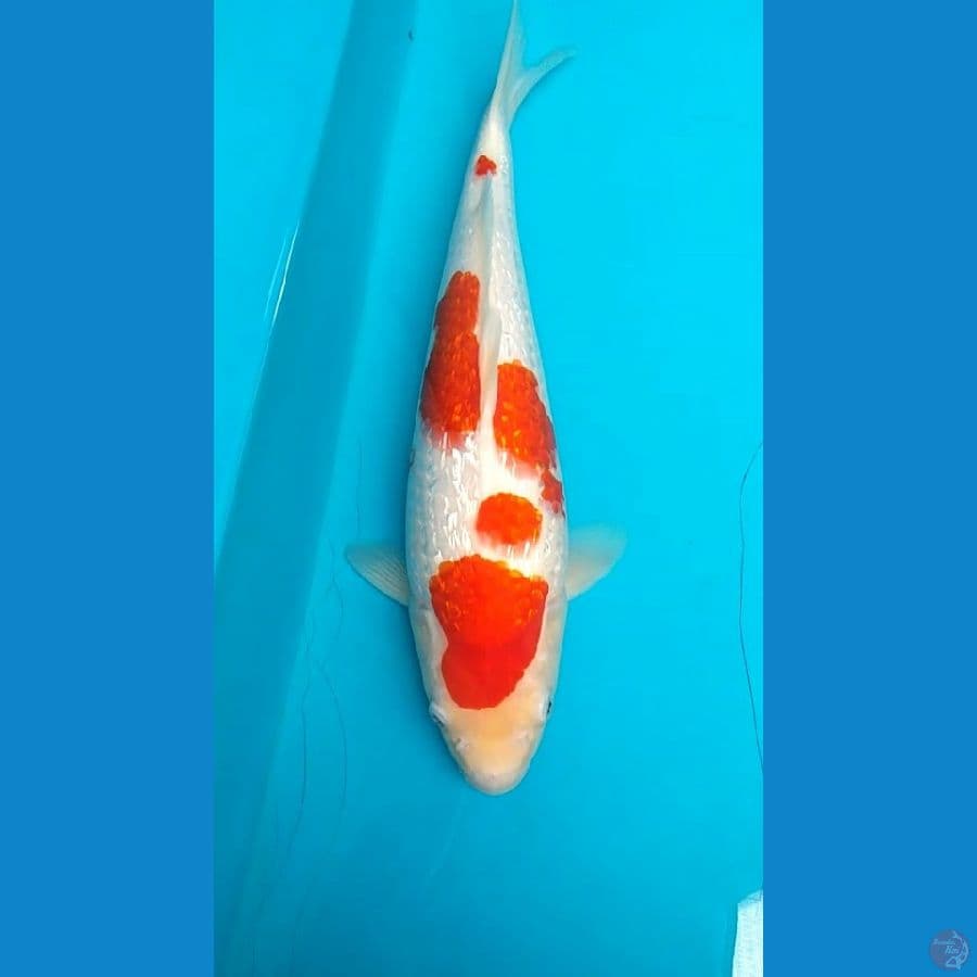Kohaku Ginrin