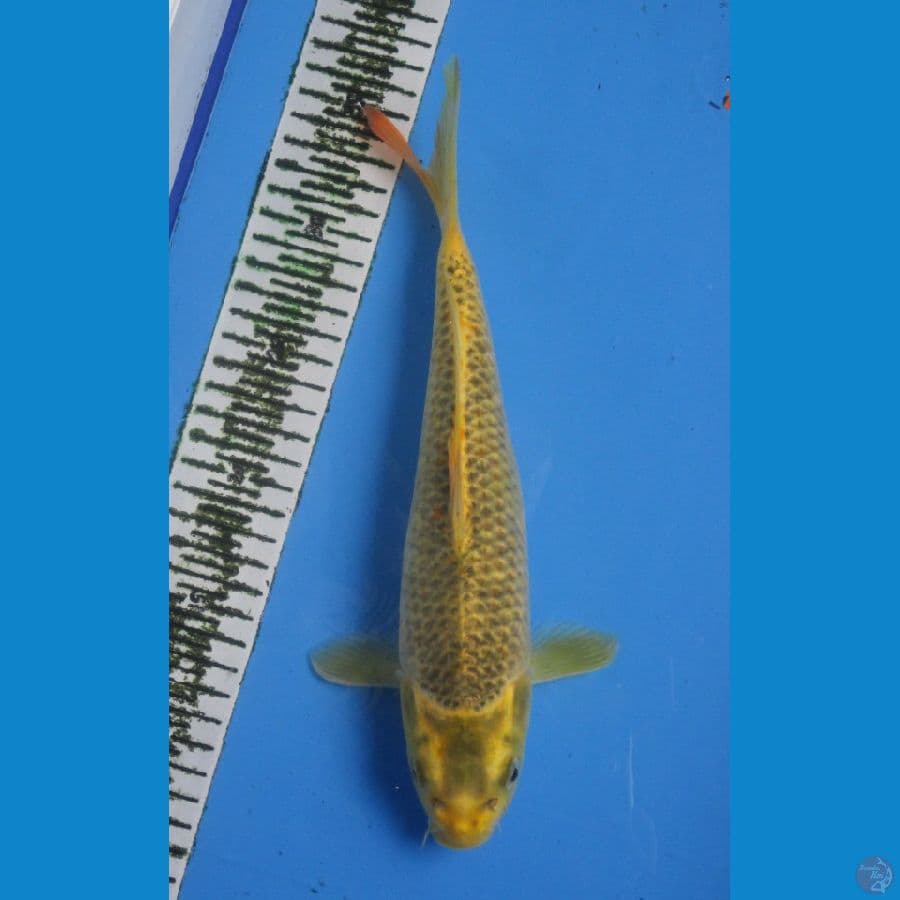 MUKASHI 30CM