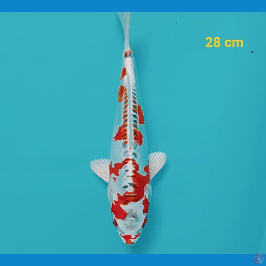 Kujaku Doit 28 cm