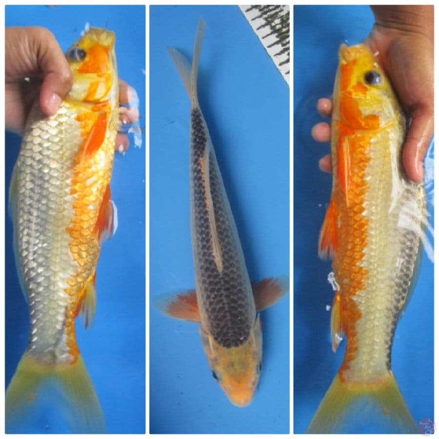 ASAGI 32CM