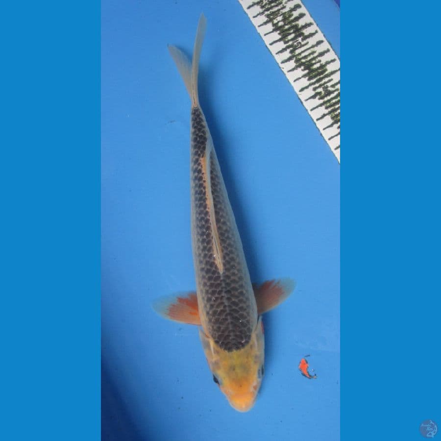 ASAGI 32CM