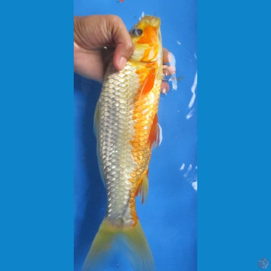 ASAGI 32CM