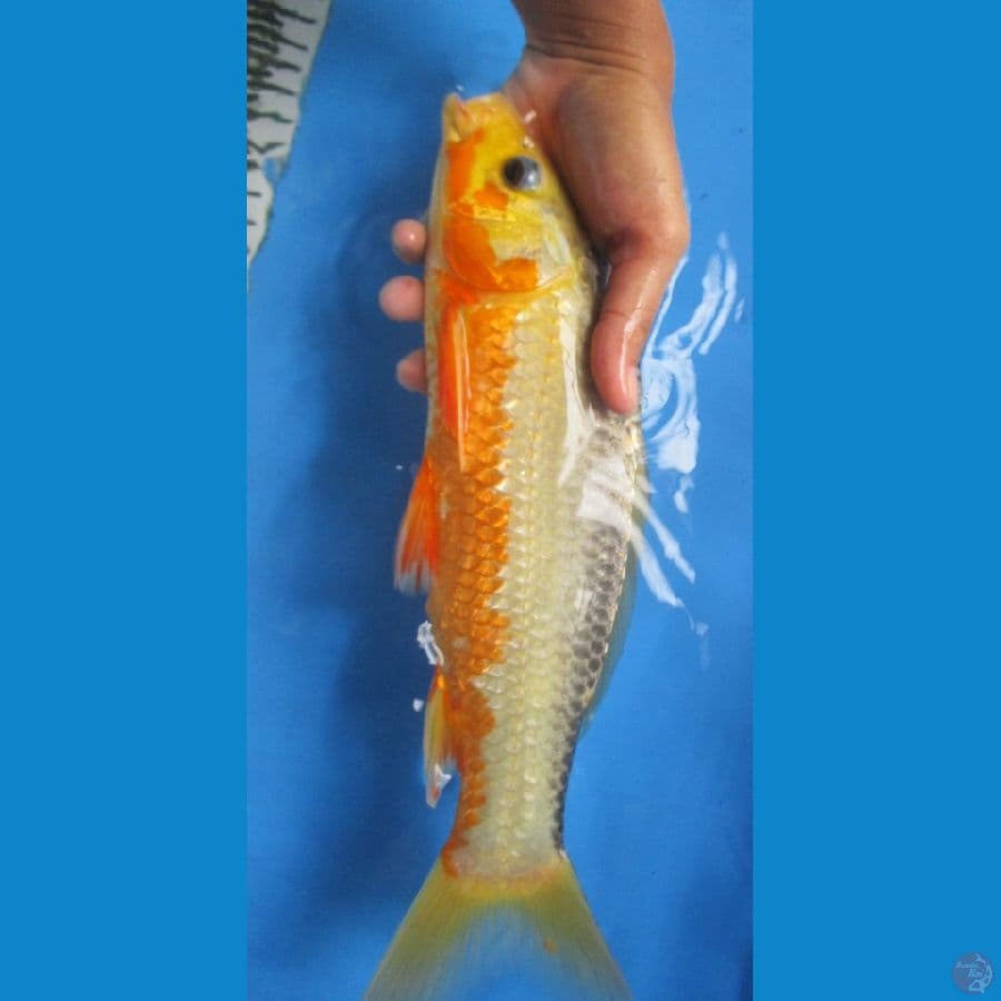ASAGI 32CM