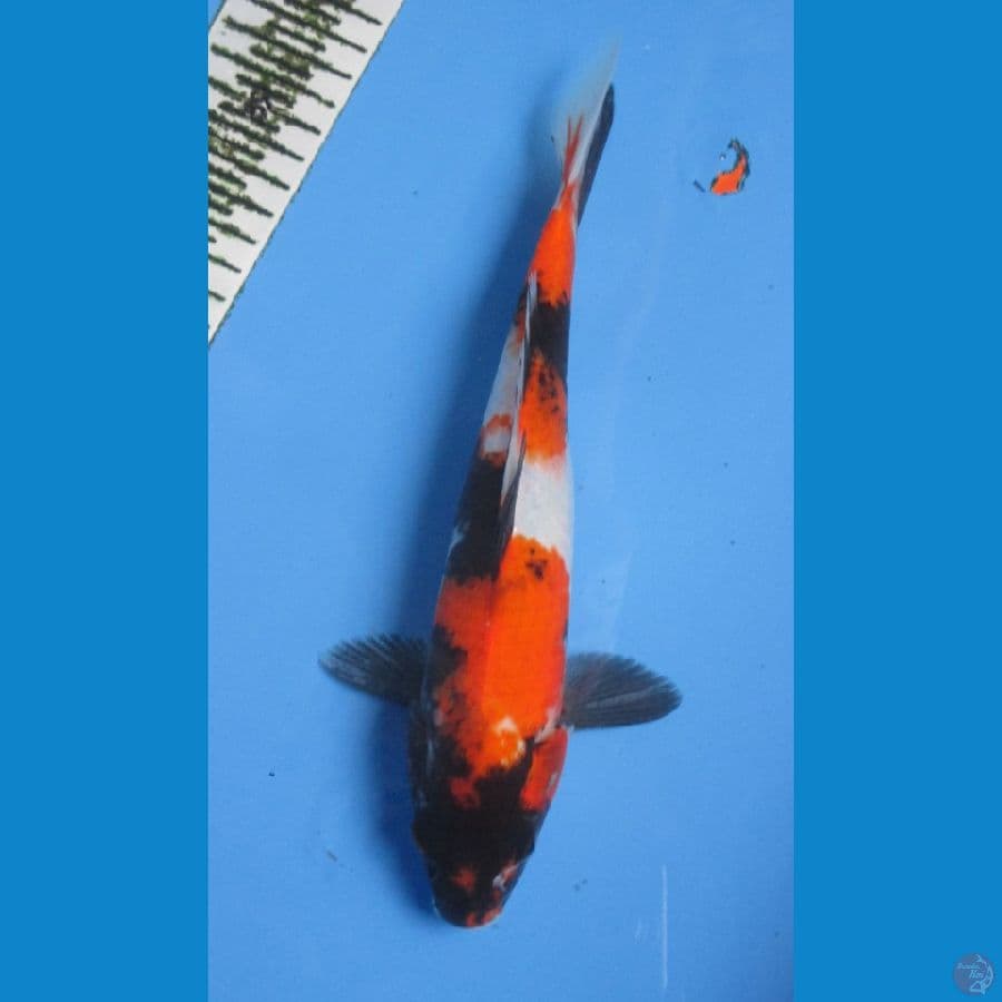 SHOWA 27CM