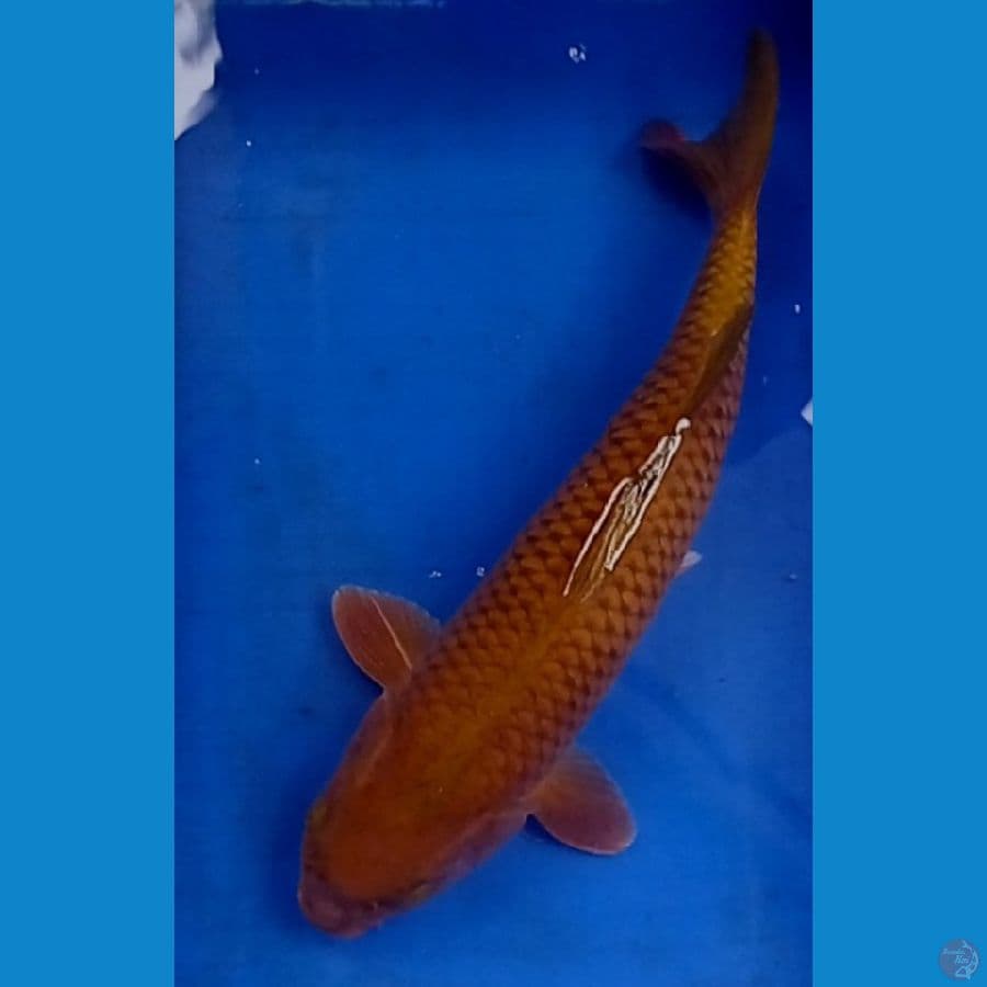 cagoi 47 cm