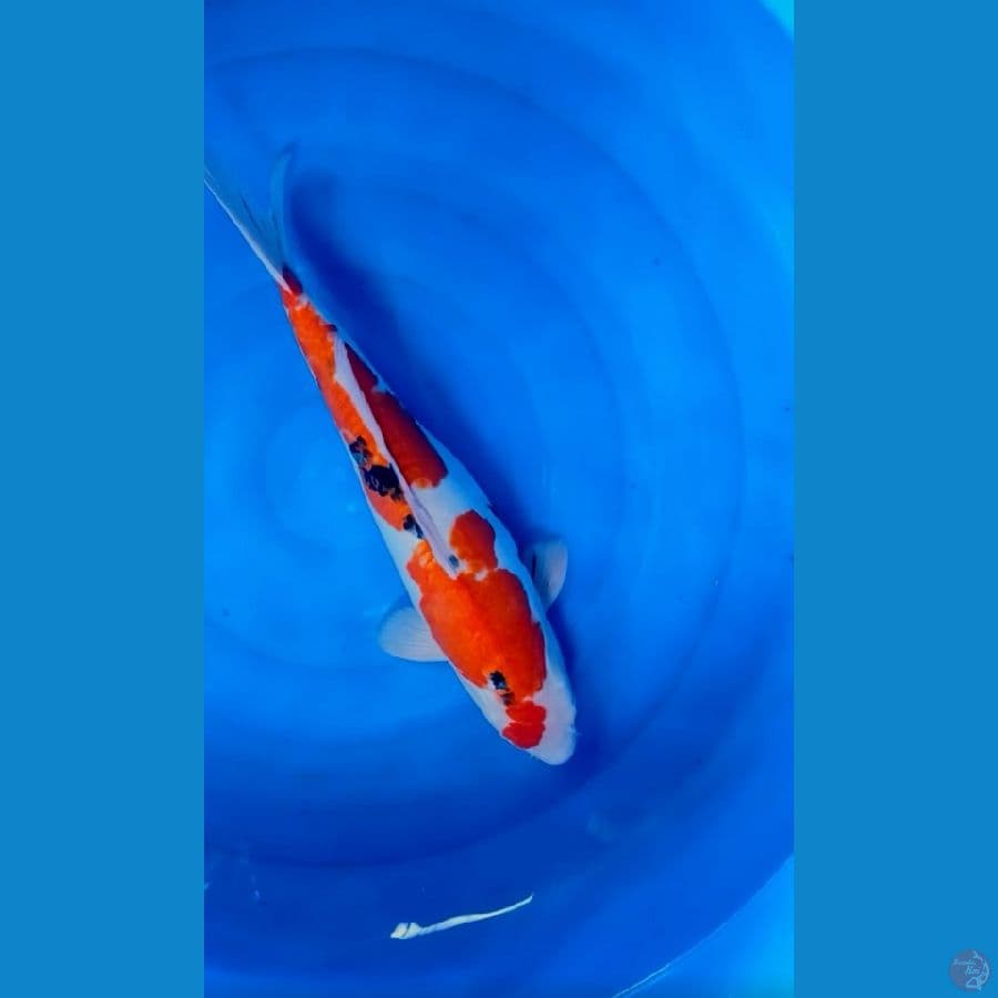 indukan sanke doit 55 cm