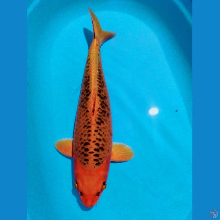 51cm kinmatsuba