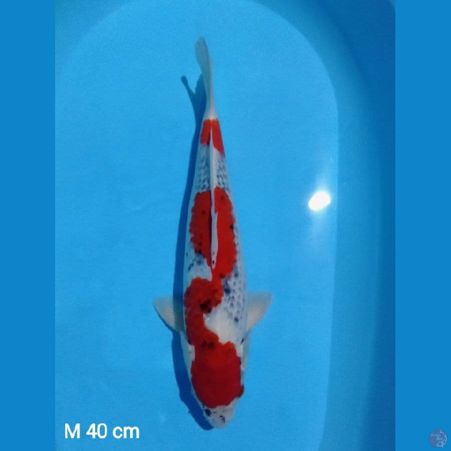 40 cm goshiki (male)