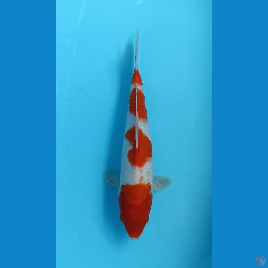 kohaku 30cm