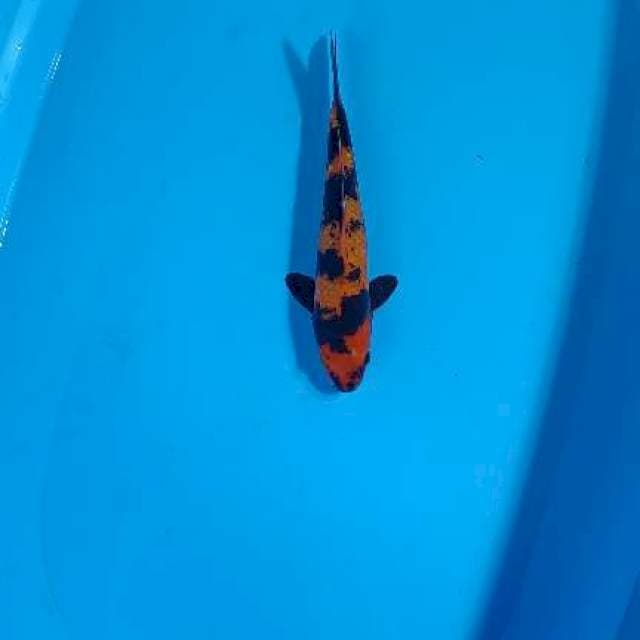 Hi utsuri ginrin 28cm