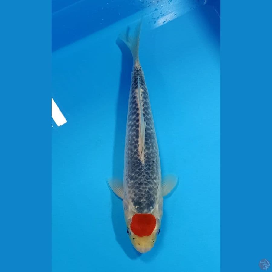TANCHO GHOSIKI 31CM