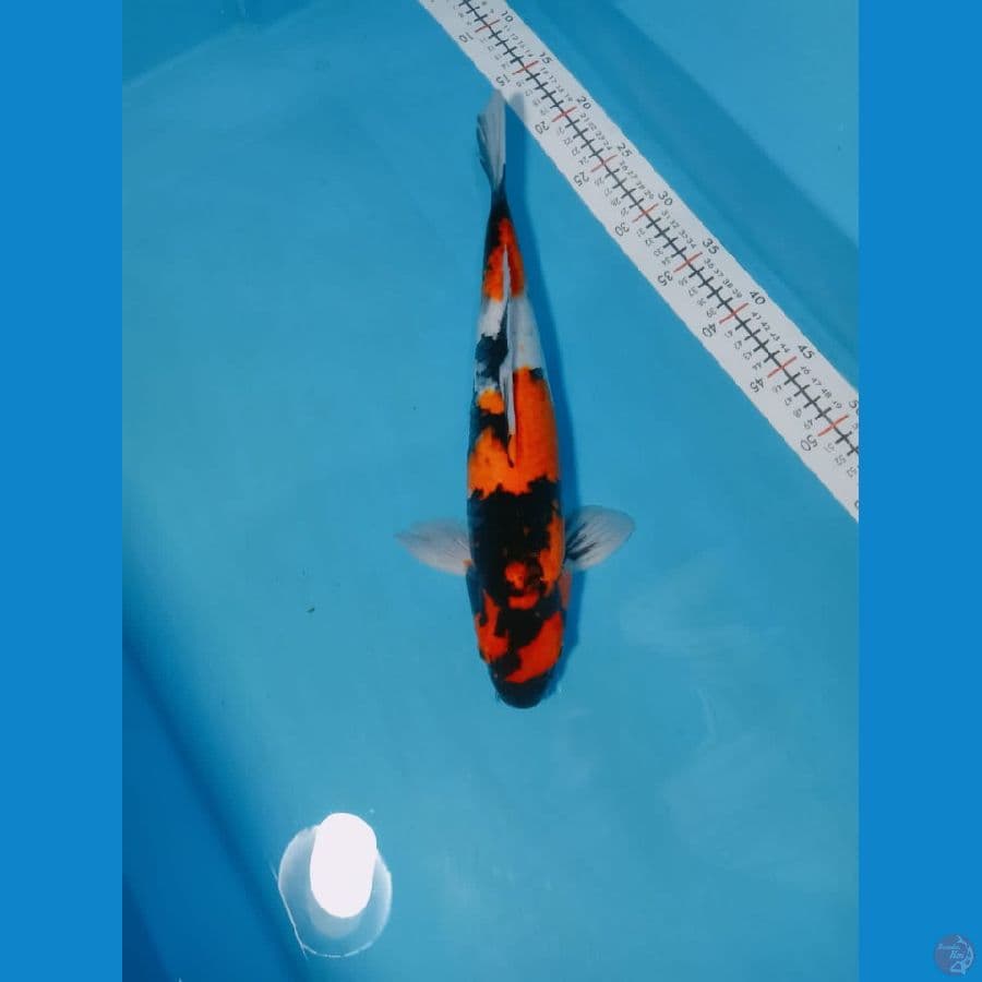 SHOWA 40 CM MALE