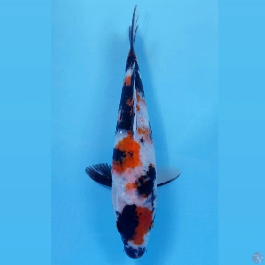 maruten showa, 25 cm