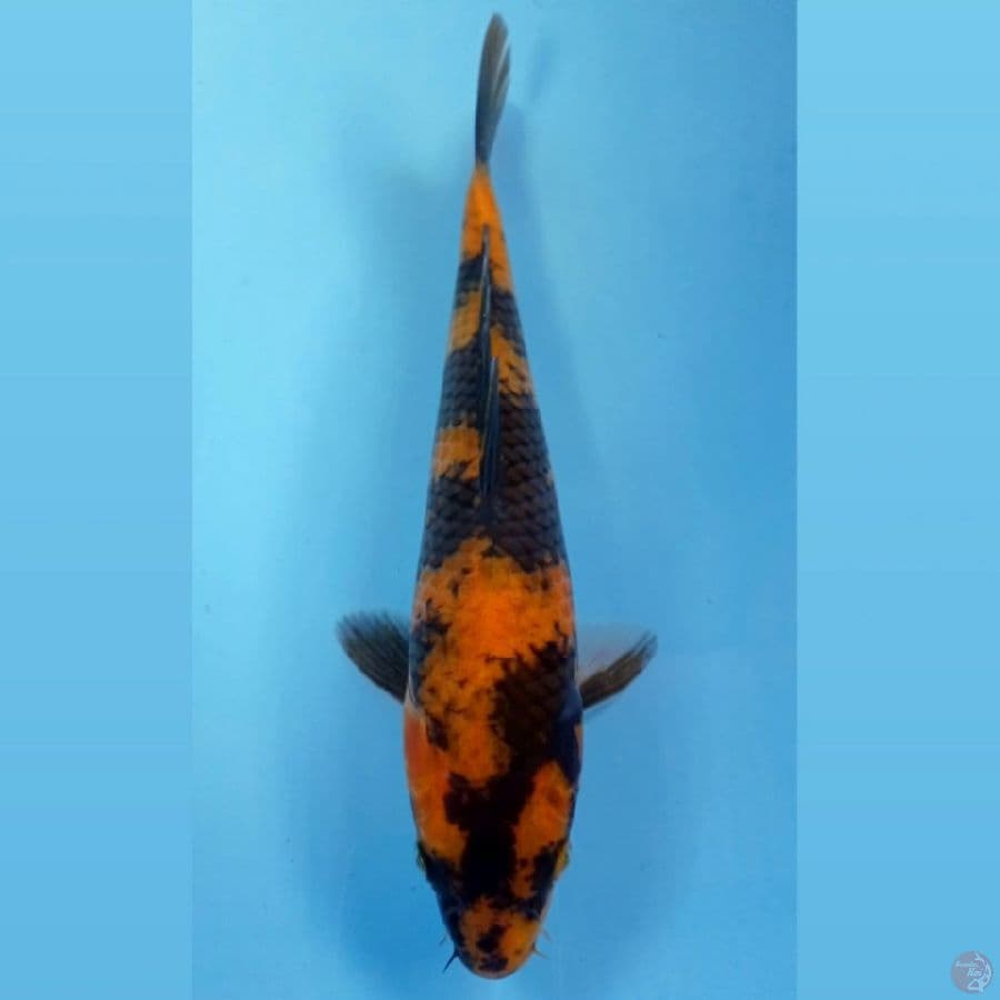 hi utsuri, 26 cm