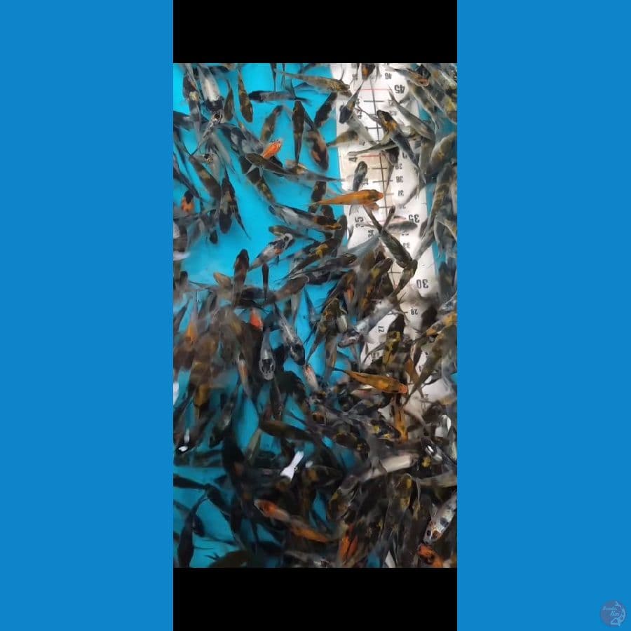 Bibit Showa mix 3-6cm 500ekor