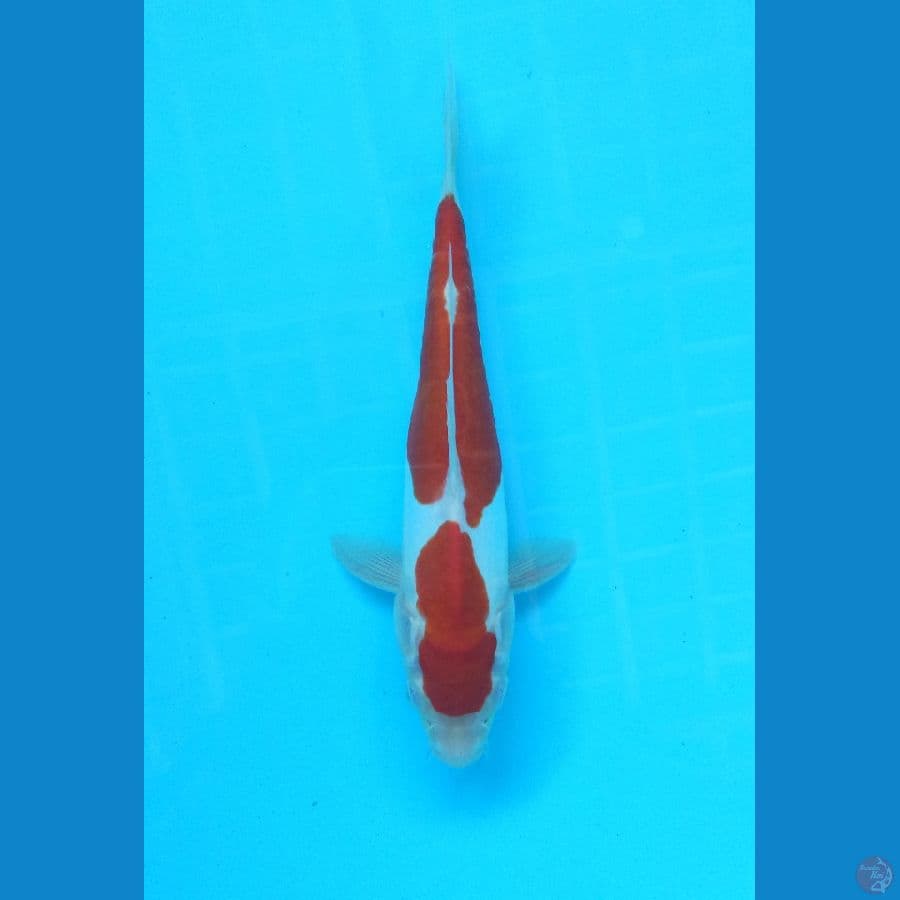 Doitsu 21cm