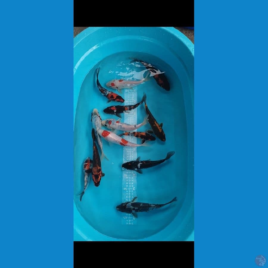 Doit Showa mix 16-23cm 13ekor