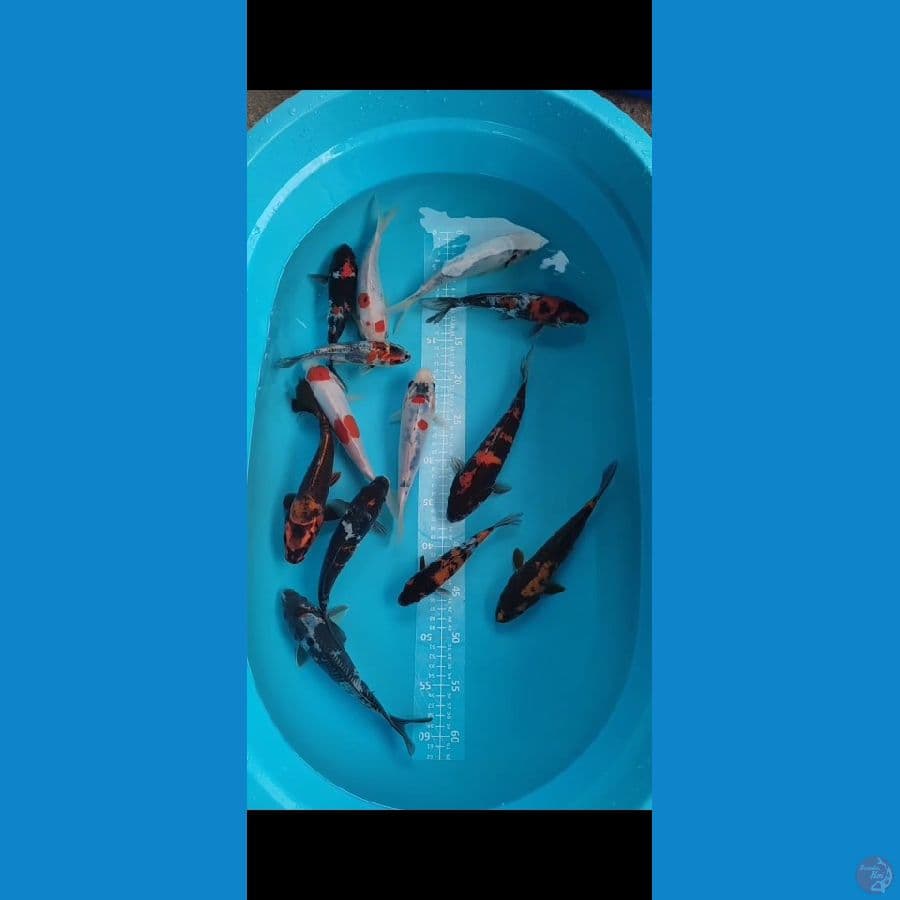 Doit Showa mix 16-23cm 13ekor