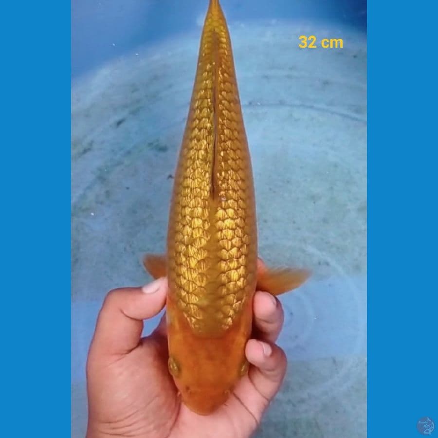 MALE Ready show Kingrin C 32 cm