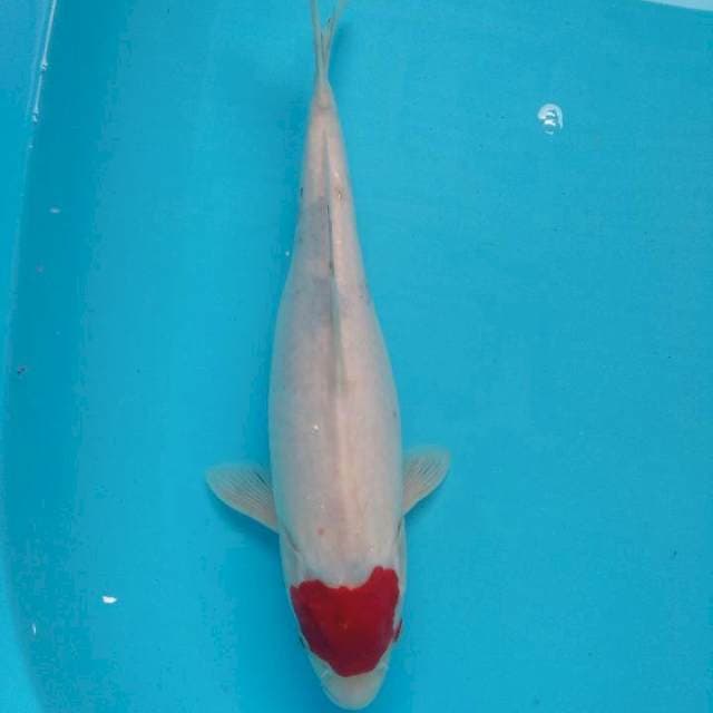Original Tancho Showa Tategoi 36cm