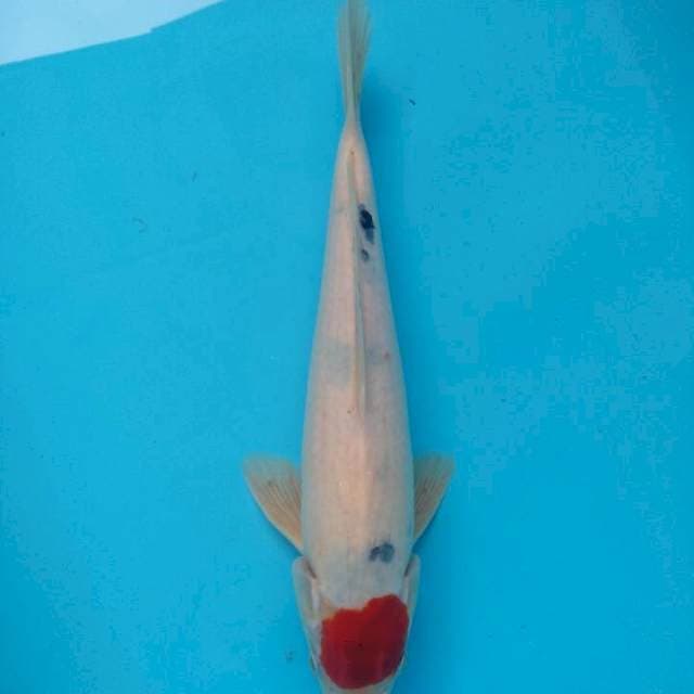 Original Tancho Showa Tategoi 34cm