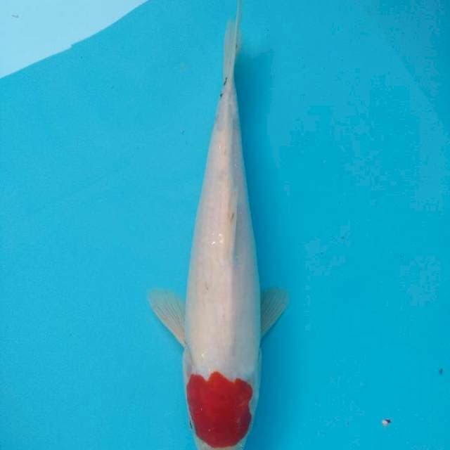 Original Tancho Showa tategoi 31cm