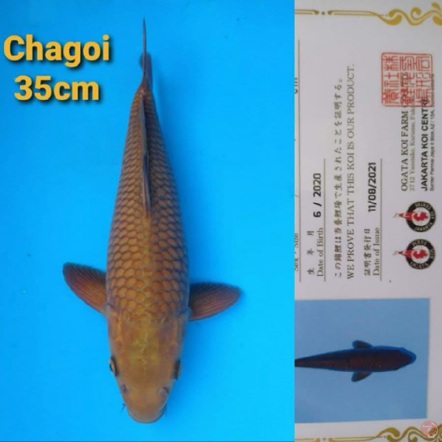 OGATA CHAGOI 35CM