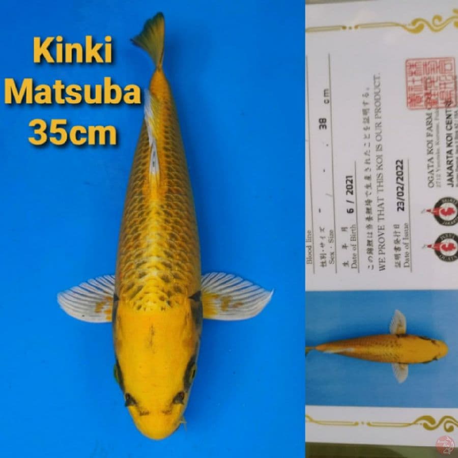 OGATA KINKIMATSUBA 35cm