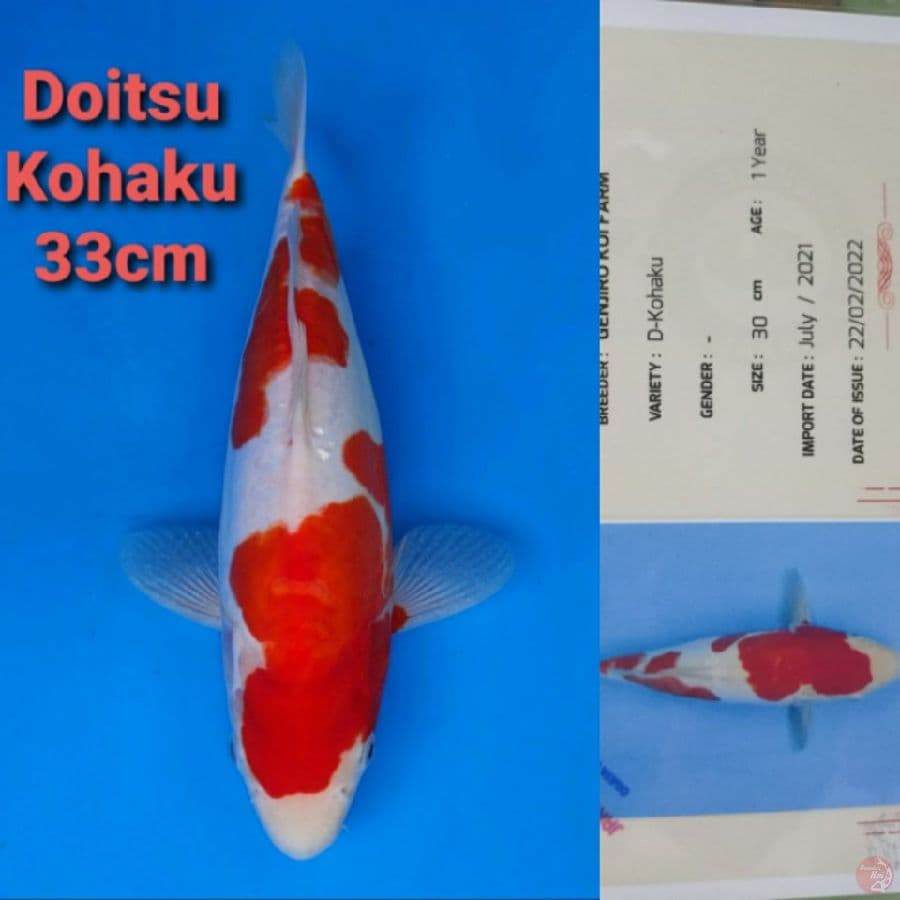 GENJIRO DOITSU KOHAKU 33CM