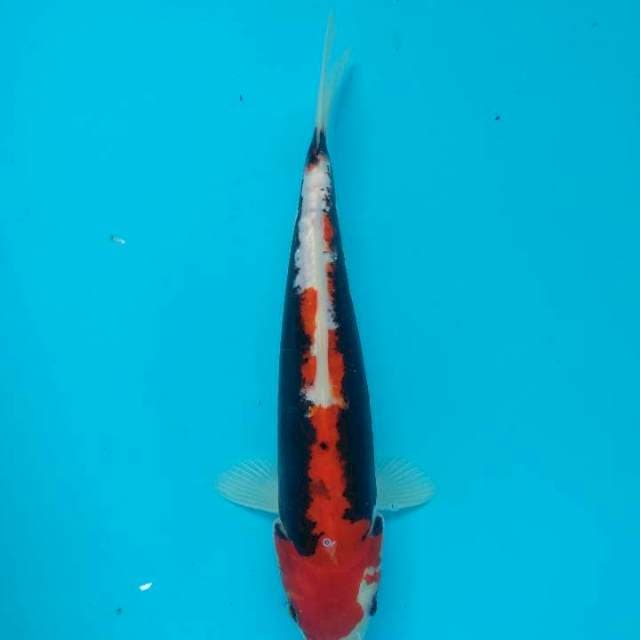 Beni Kumonryu 29cm