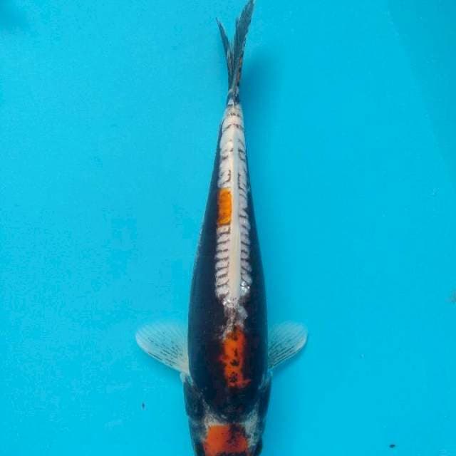 Maruten Beni Kumonryu 26cm