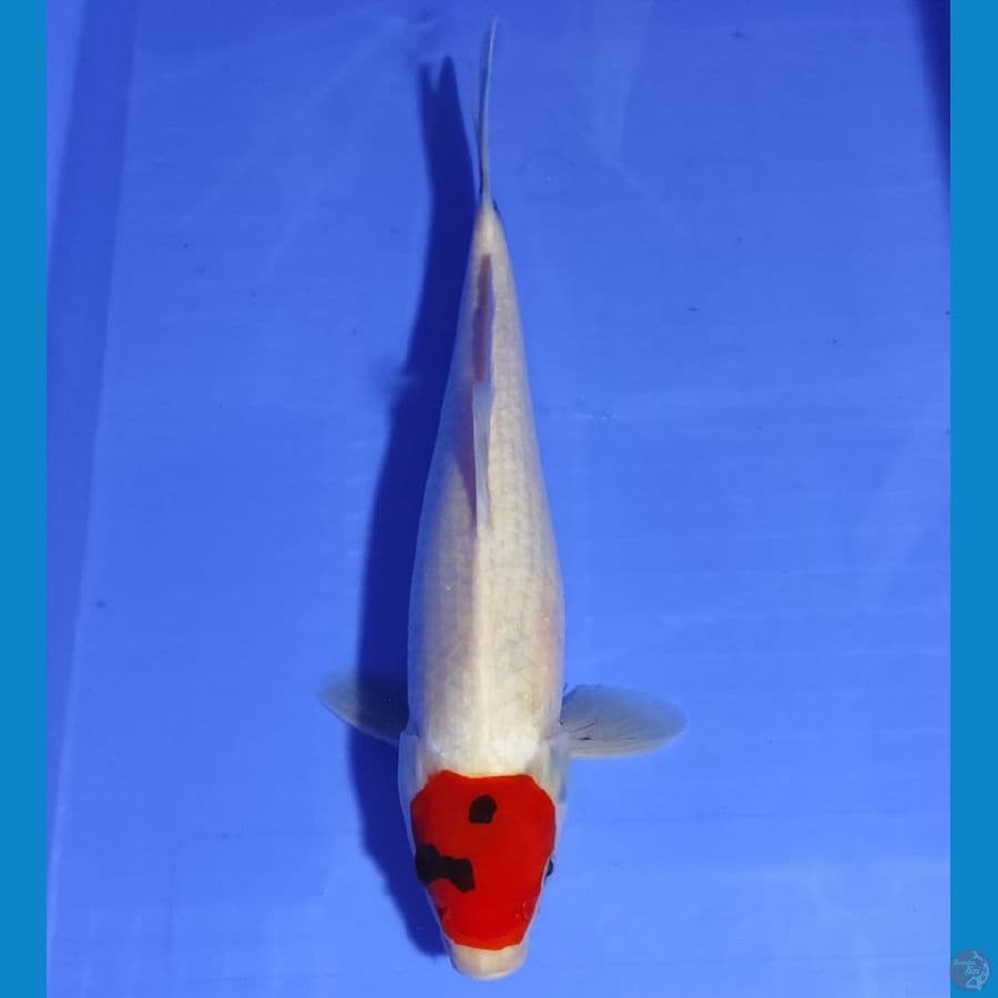YUWAKU 8 ~ TANCHO SHOWA 38CM/MALE