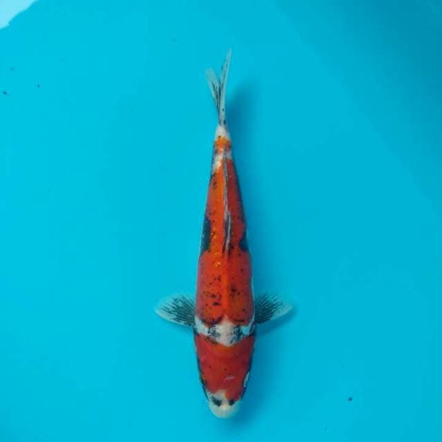 Maruten Beni Kumonryu 26cm