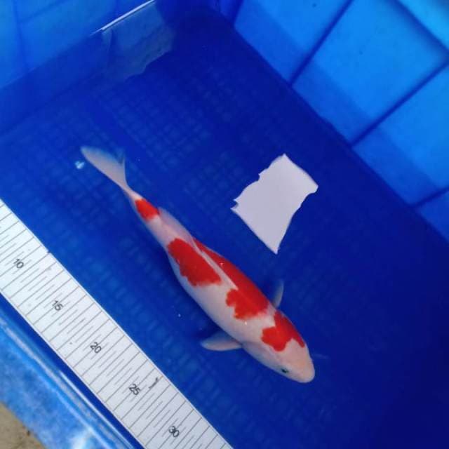 Kohaku